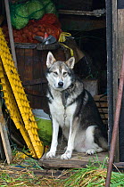 Kamchatka siberian husky sitting, used to keep bears away from cabin, remote part of Kamchatka, Russia