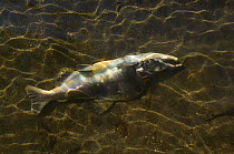 Dead male Pink salmon (Oncorhynchus gorbuscha) on river bed, after the run, South Kamchatka, Russia