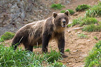 Kamchatka brown bear (Ursus arctos beringianus) portrait, Chubuk Reserve, Kamchatka, Russia, August