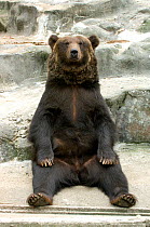 Brown bear (Ursus arctos) sitting, captive, Seoul Zoo