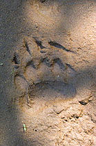 Front paw track of Kamchatka brown bear (Ursus arctos beringianus) in sand on the bank of Kamchatka River, Kamchatka, Russia