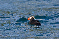 Tufted puffin (Fratercula cirrhata) on water, Kamchatka, Russia, September