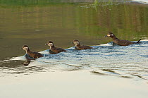 Harlequin duck (Histrionicus histrionicus) female with three ducklings swimming, Kamchatka's southern river, Kamchatka, Russia, August