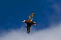 Tufted puffin (Fratercula cirrhata) in flight, Kamchatka, Russia, September