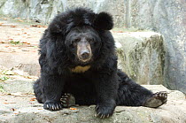 Himalayan black bear (Ursus thibetanus) captive, Seoul Zoo