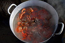 Crabs in a pot, Kamchatka, Russia
