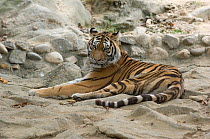 Tiger (Panthera tigris) lying down, captive, Seoul Zoo