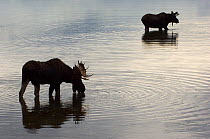 Two male Moose (Alces alces) in lake, one drinking, silhouetted, Gran Teton National Park, Wyoming, USA, October
