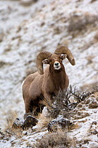 Bighorn sheep (ovis canadensis) ram in light snow, Yellowstone NP, Wyoming, USA, January