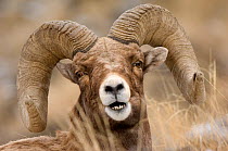 Bighorn sheep (Ovis canadensis) ram, portrait, Yellowstone NP, Wyoming, USA, January