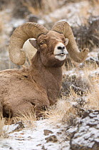 Bighorn sheep (Ovis canadensis) ram sitting, Yellowstone NP, Wyoming, USA, January