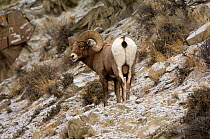 Bighorn sheep (Ovis canadensis) ram, rear view, Yellowstone NP, Wyoming, USA, January
