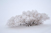 Tree covered in snow after blizzard, Wyoming, USA, January 2008