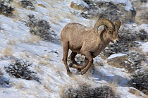 Bighorn sheep (Ovis canadensis) ram running down a snow covered slope, Wind River Range, Wyoming, USA, January