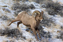 Bighorn sheep (Ovis canadensis) ram running down snow covered slope, Wind River Range, Wyoming, USA, January