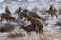 Bighorn sheep (Ovis canadensis) group during the rut, one pair mating, Wind River Range, Wyoming, USA, January