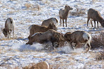 Bighorn sheep (Ovis canadensis) group during the rut, large ram fighting a smaller ram, Wind River Range, Wyoming, USA, January