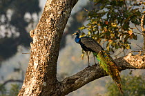 Common peafowl {Pavo cristatus} male peacock perched in tree, Royal Chitwan NP, Nepal