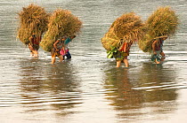 Once a month local villagers are permitted to take natural resources, such as firewood and elephant grass, out of the Park, here woman carry heavy loads of grass across the river, Chitwas NP, Nepal, D...
