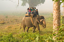 Family riding on Indian elephant {Elaphas maximus} Chitwan NP, Nepal, December 2007