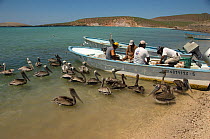 Fishermen watched by flock of Brown pelican (Pelecanus occidentalis) Balandra Bay, Baja California, Mexico, September 2007