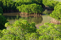 Mangrove forest, Balandra Bay, Baja California, Mexico, September 2007