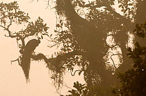 Common peafowl {Pavo cristatus} silhouetted male peacock perched in tree in early morning mist, Royal Chitwan NP, Nepal