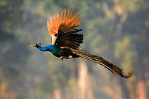 Common peafowl {Pavo cristatus} male peacock in flight, Royal Chitwan NP, Nepal