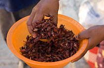 Grasshoppers collected for food, Oaxaca, Mexico, December 2007