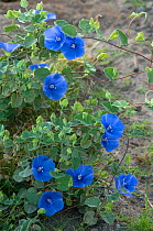 Blue convolvulus flowers of climbing vine, Balandra Bay, Baja California, Mexico