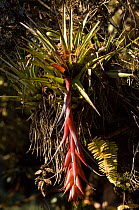 Bromeliad flowers {Bromelia sp} in pine oak forest, Northern Sierra, Oaxaca, Mexico