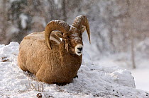 Bighorn sheep (Ovis canadensis) ram sitting in snow, Yellowstone National Park, Wyoming, USA, January