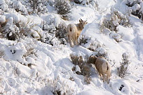 Two Bighorn sheep (Ovis canadensis) lambs in snow, Yellowstone National Park, Wyoming, USA, January