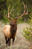Bull elk (Cervus canadensis) portrait, during the rut, Grand Teton National Park, Wyoming, USA, October