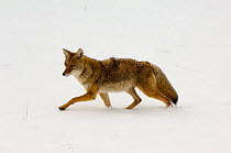 Coyote (Canis latrans) walking over snow, Yellowstone NP, Wyoming, USA, October