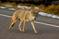 Coyote (Canis latrans) walking along road, Yellowstone NP, Wyoming, USA, October
