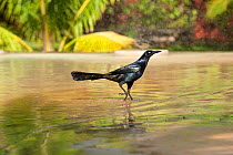 Great tailed grackle (Quiscalus mexicanus) in water, Yucatan, Mexico