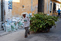 Man pulling cart loaded with Ramon leaves for feeding cattle, Izamal, Yucatan, Mexico