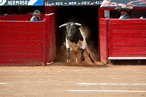 Black and white berrendo bull charging out into bullring at bullfight,  Plaza de Toros, Mexico City, Mexico