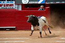 Black and white berrendo bull charging out into bullring at bullfight,  Plaza de Toros, Mexico City, Mexico