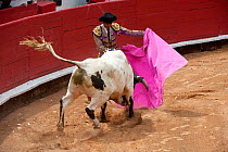 Matador uses pink cloak to challenge bull early in bullfight, Plaza de Toros, Mexico City, Mexico