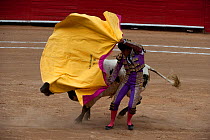 Matodor uses pink side of cloak to challenge bull in early stages of bullfight, Plaza de Toros, Mexico City, Mexico