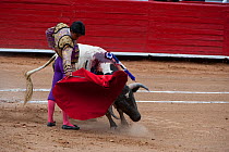 Matodor uses red cloak to challenge bull in later stages of bullfight, Plaza de Toros, Mexico City, Mexico