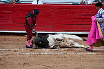 Bull collapsed on the ground in bullfight with matador watching, Plaza de Toros, Mexico City, Mexico