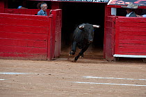 Bull charging into bullring at start of bullfight, Plaza de Toros, Mexico City, Mexico