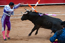 Banderilla taunting bull with spikes in bullfight, Plaza de Toros, Mexico City, Mexico