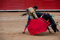 Matador uses red cloak to challenge bull in later stages of bullfight, Plaza de Toros, Mexico City, Mexico