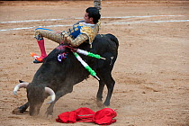 Matador tossed by bull as he tries to kill the bull with a blade between the horns in final stages of bullfight, Plaza de Toros, Mexico City, Mexico