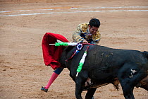 Matador uses red cloak to challenge bull in later stages of bullfight and introduces killing blade between horns, Plaza de Toros, Mexico City, Mexico  Sequence