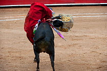 Matador in final stages of bullfight leaps over bull to pierce bull between horns with blade, Plaza de Toros, Mexico City, Mexico  Sequence